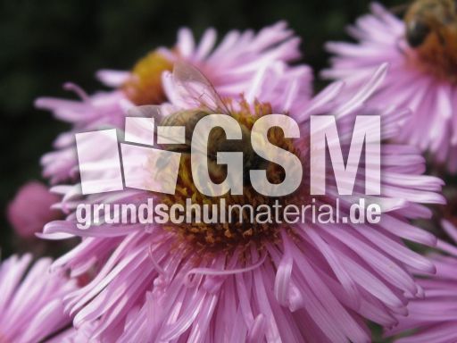 Herbstastern 036.jpg